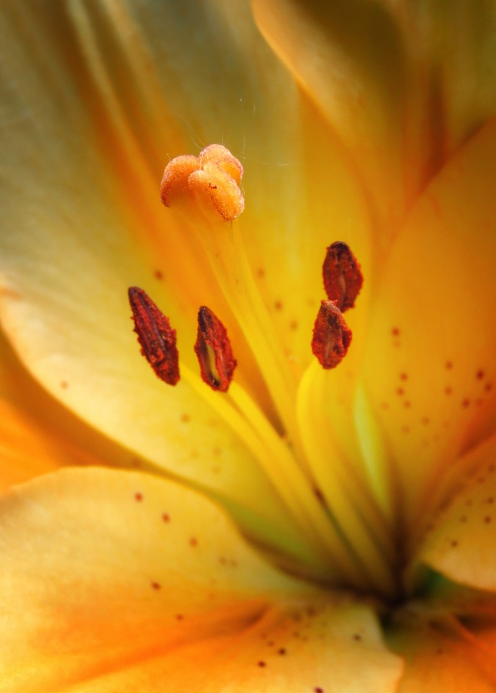 Lilium Pensylvanicum/Lilium dauricum