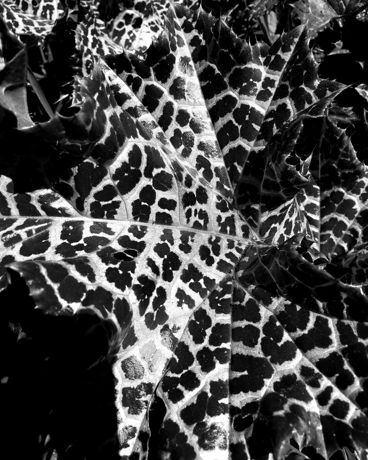 Black&white leopard leaf