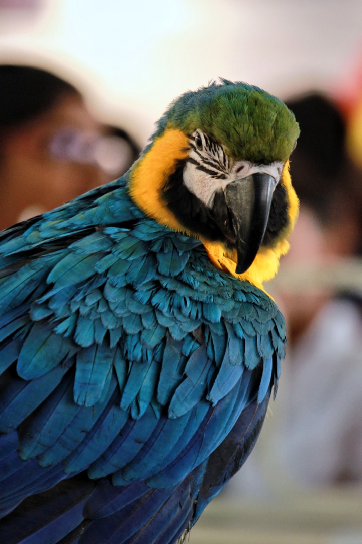 parrot