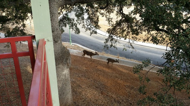 FAMILY OF DEER