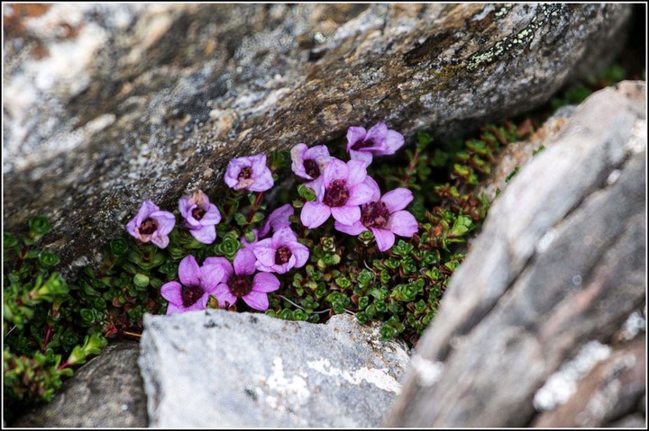 Aa