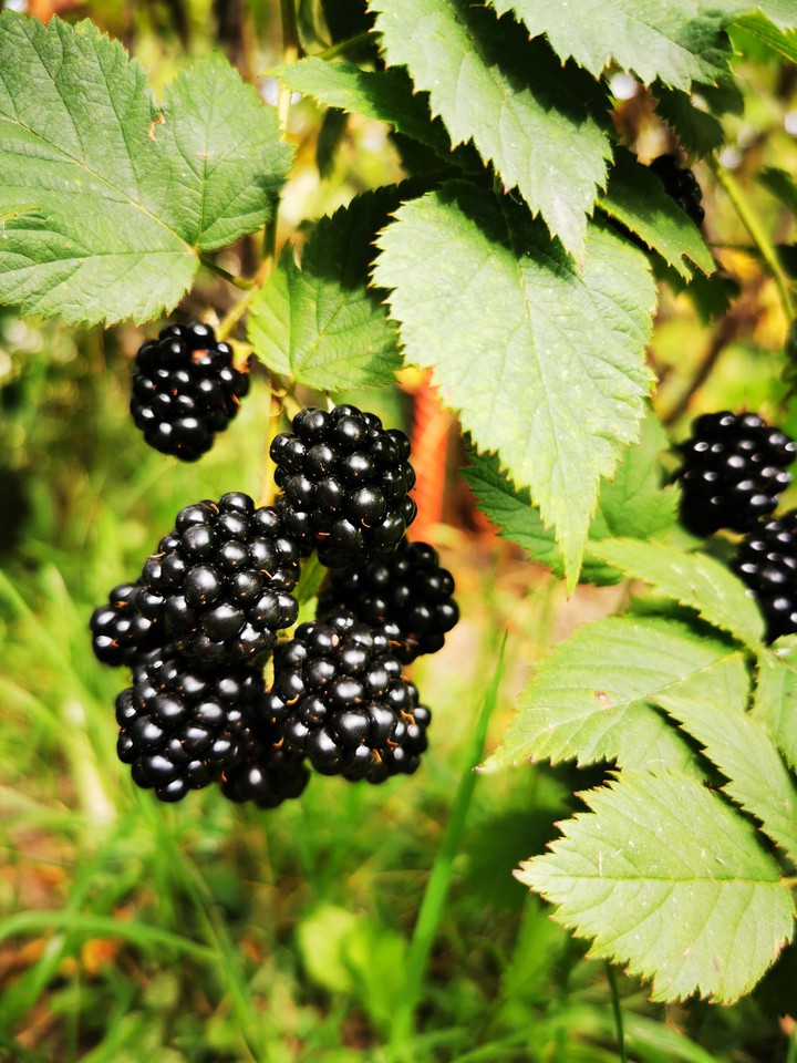 Blackberry