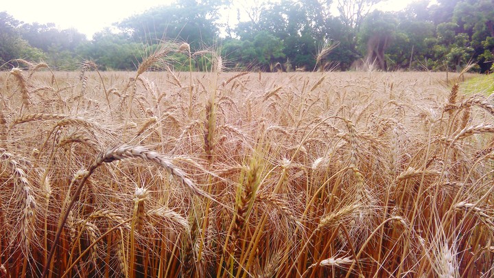 my wheat -field
