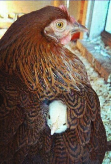 Nature Mother love