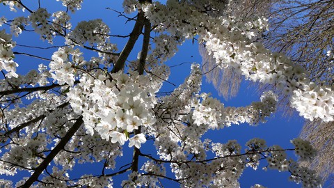 blossems