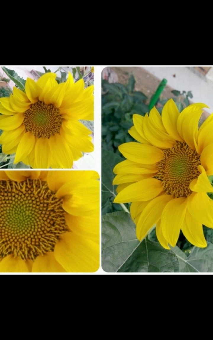 sunflower