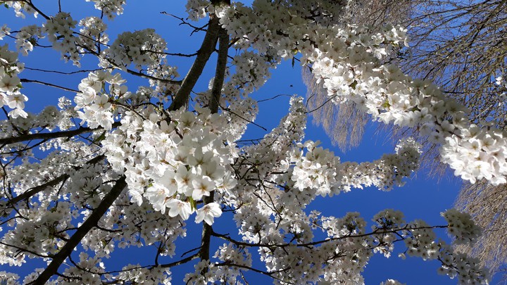 blossems