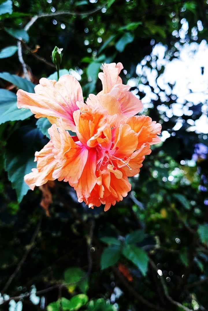 flower lover