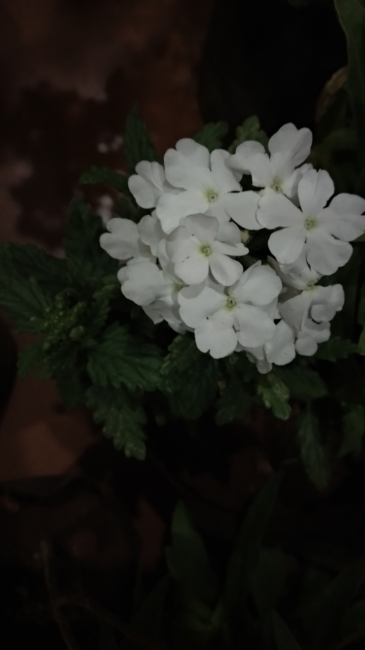 White flower