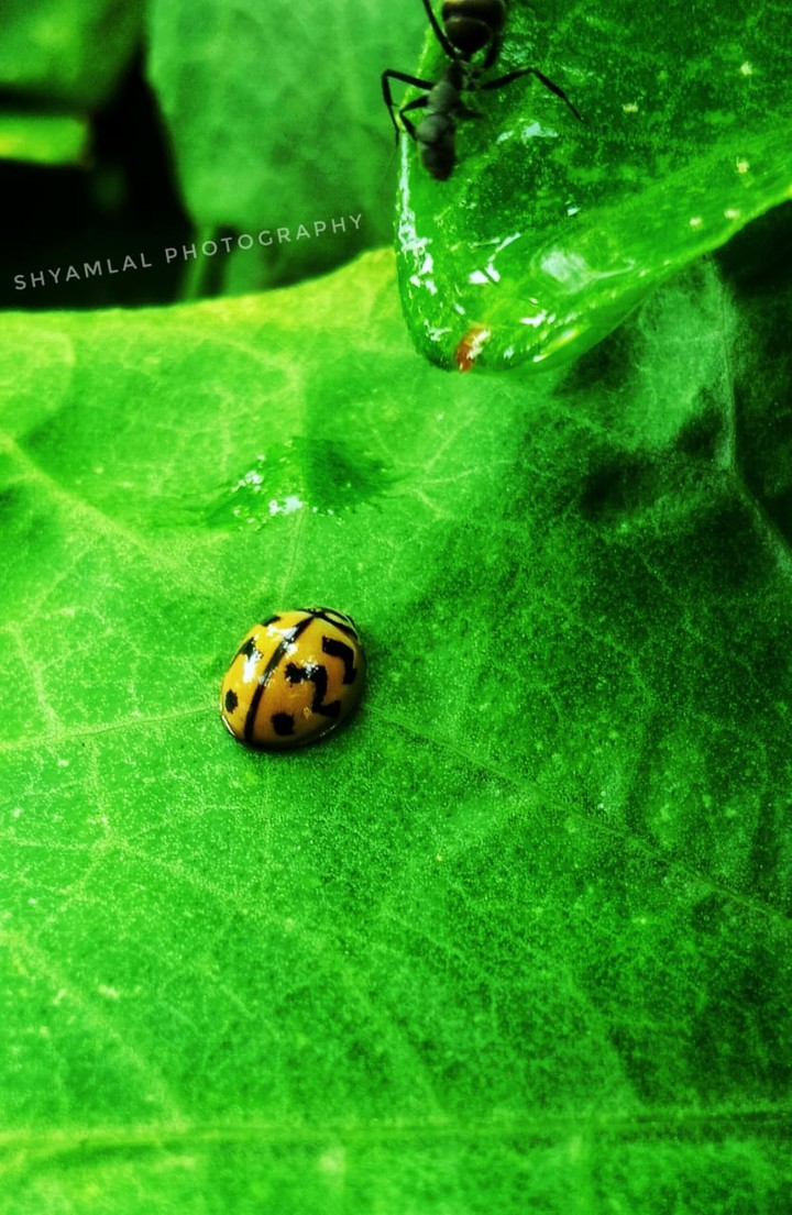 SHYAM LAL PHOTOGRAPHY