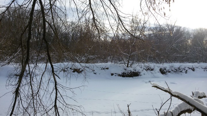 зимняя ольховка