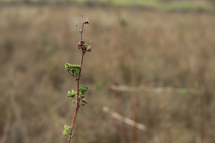 Nature's