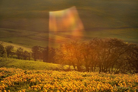 nature, flower wallpapers
