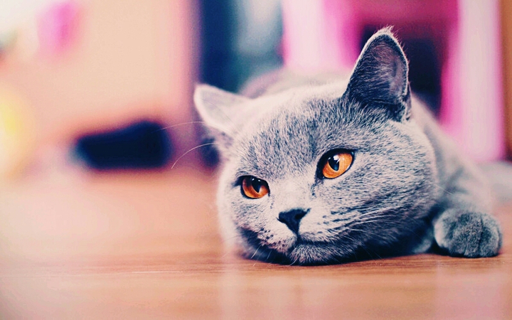 котик