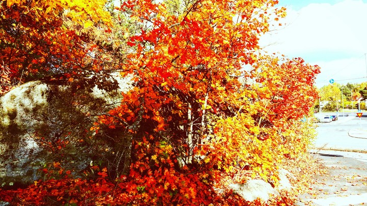 autumn