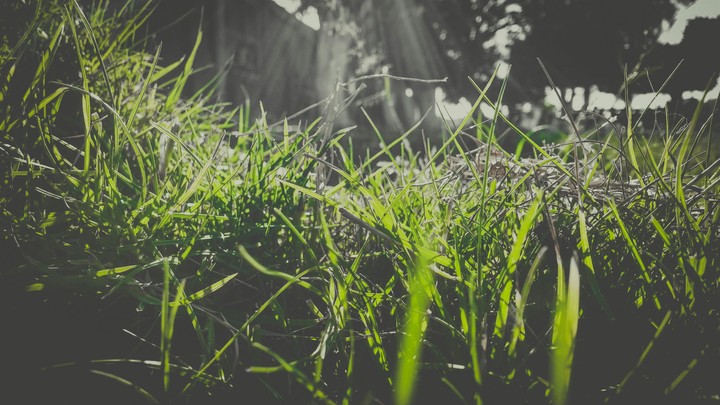 Grass