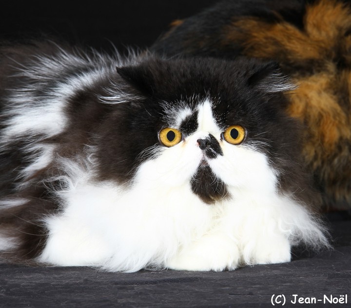 chat