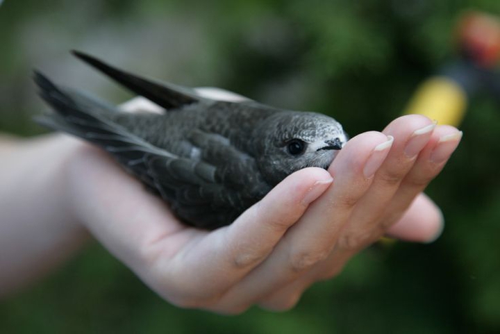 Hirundinidae