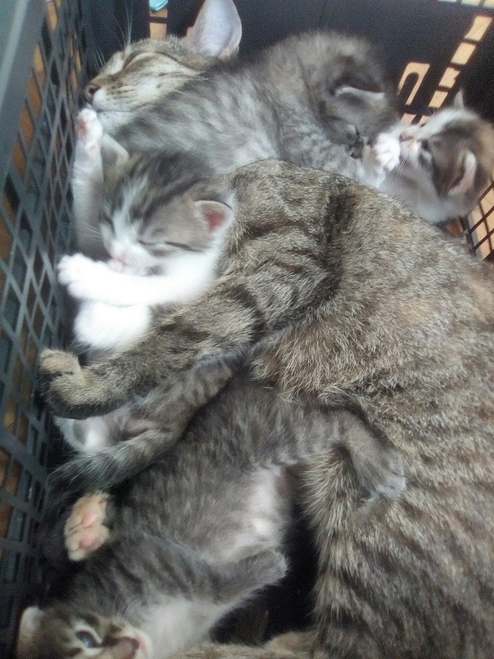 kittens