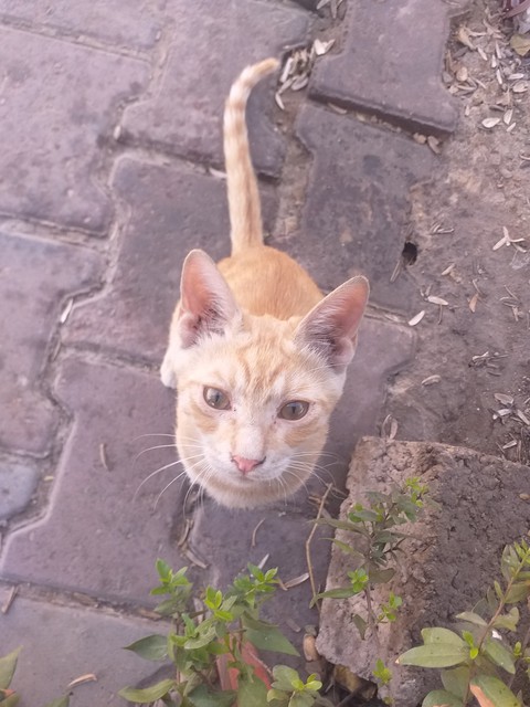 fondos de pantalla whiskers, felidae