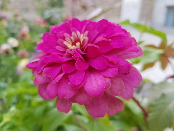 Flower