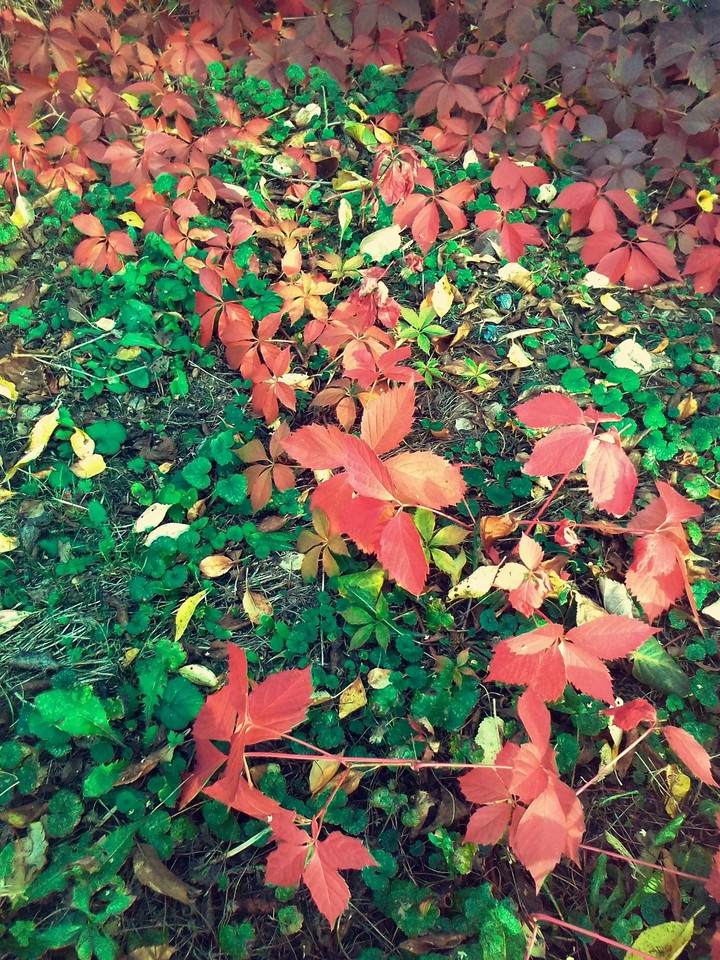 Nature d'automne