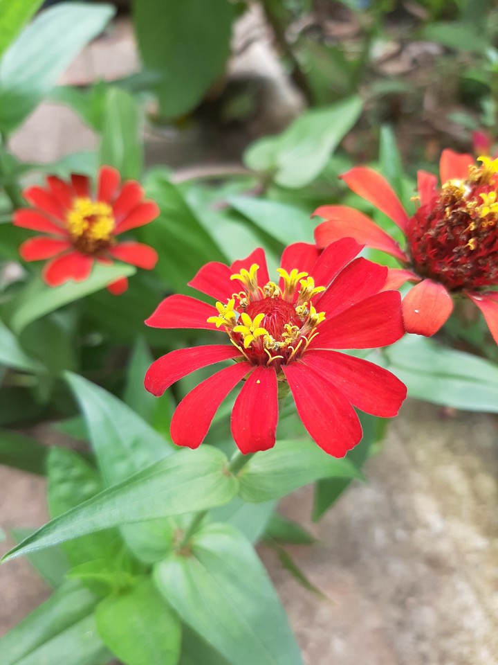 flower