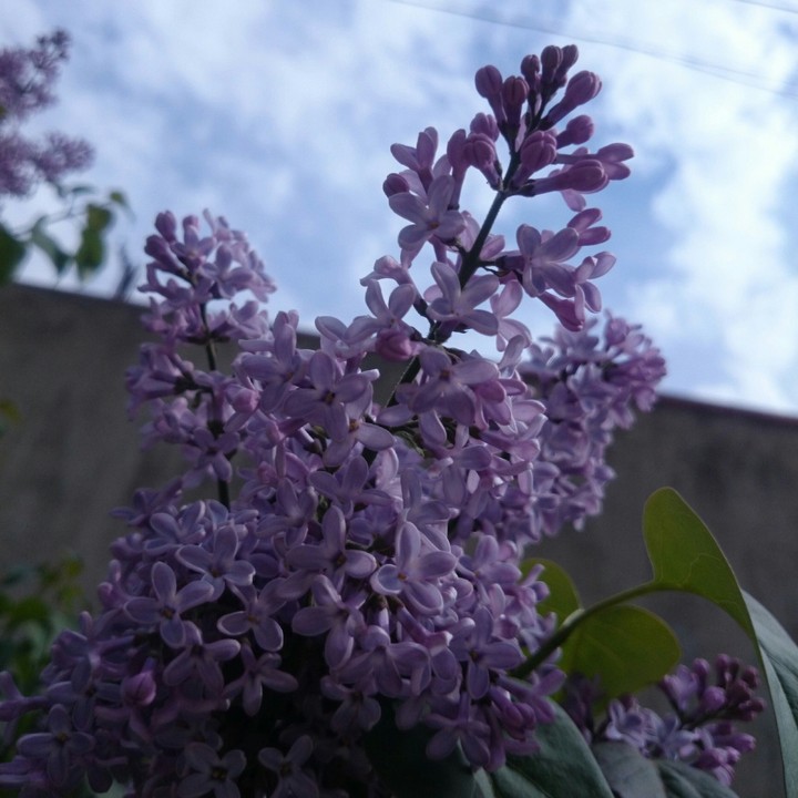 Lilac