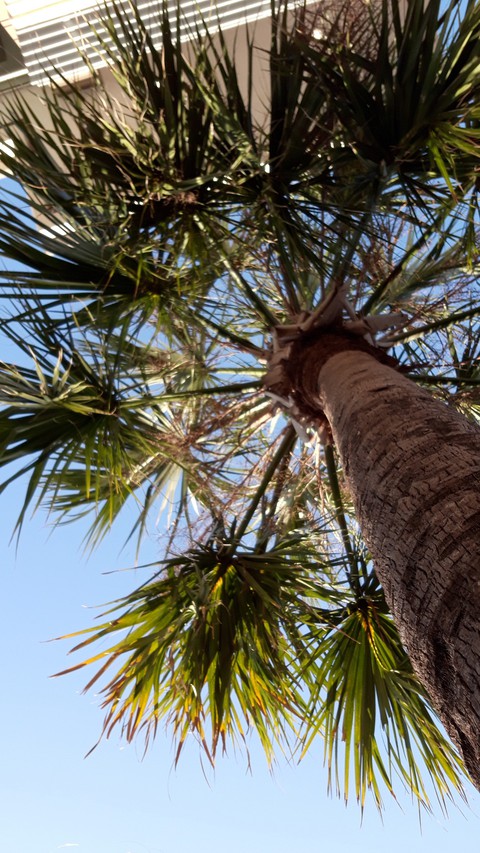 Palm tree view