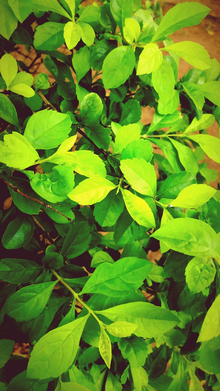 leaft