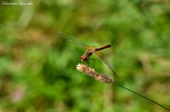 dragonfly
