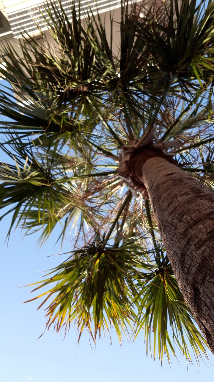 Palm tree view