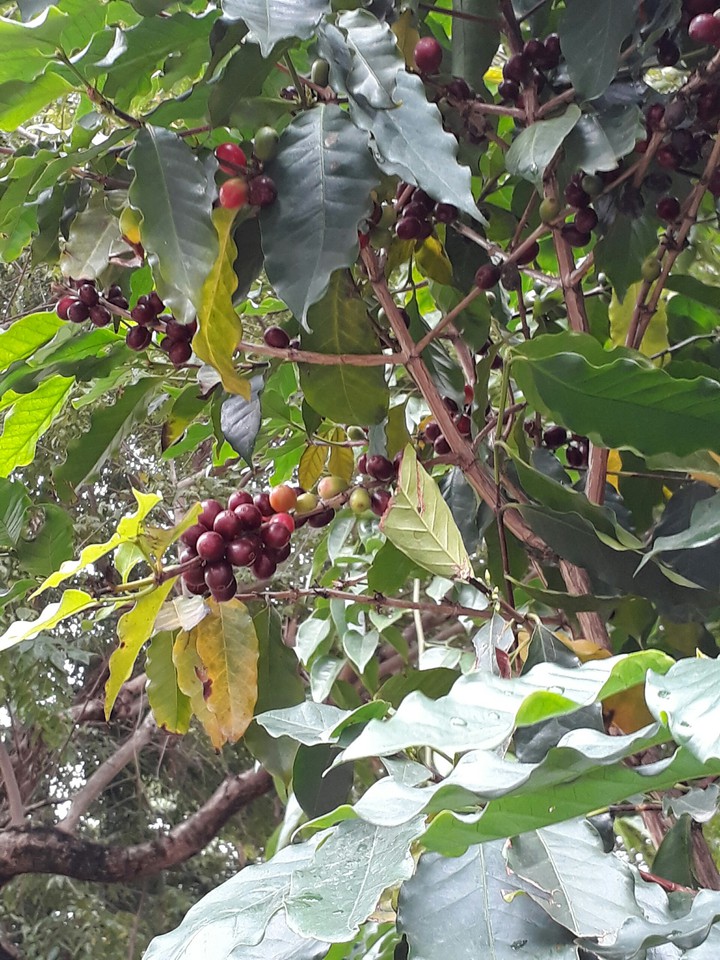 coffee tree 咖啡樹