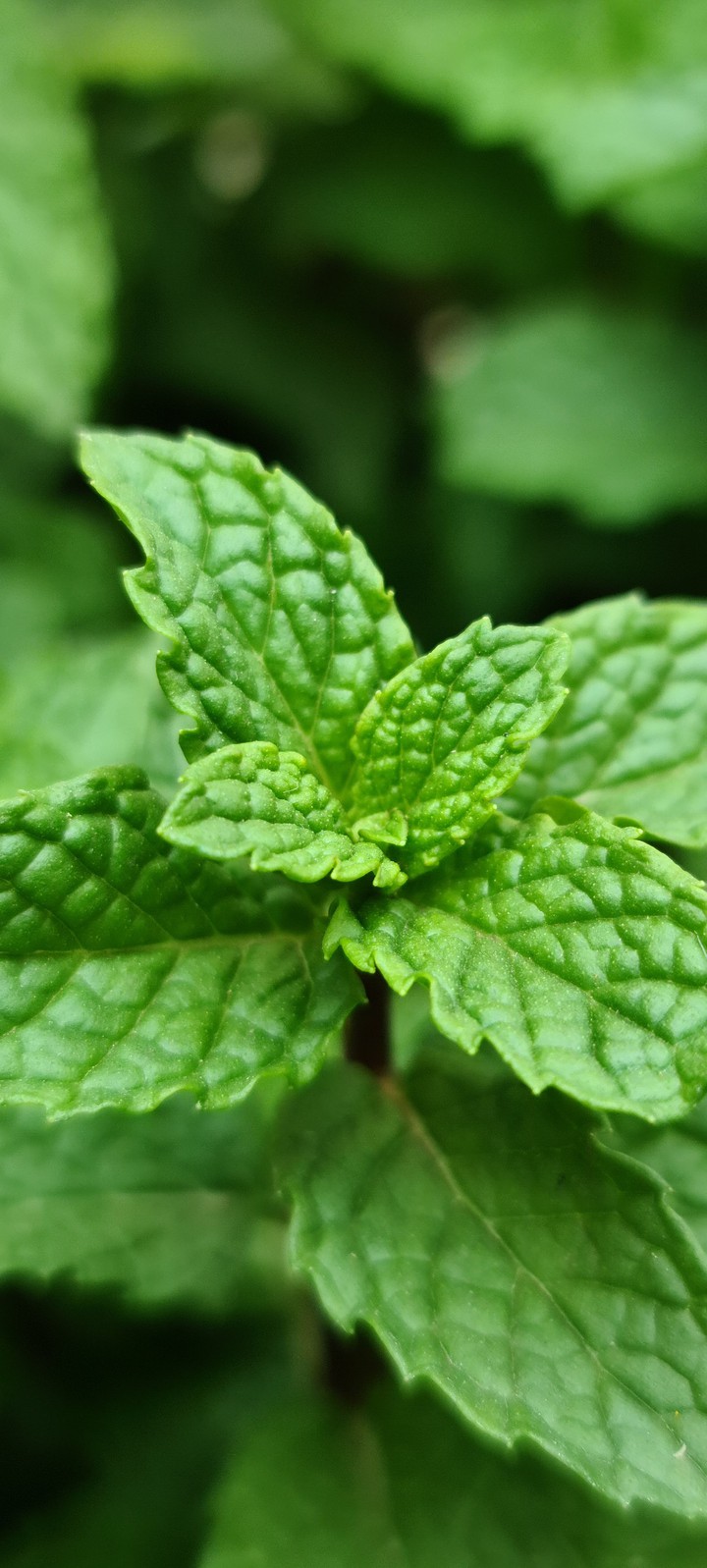 Green leaves