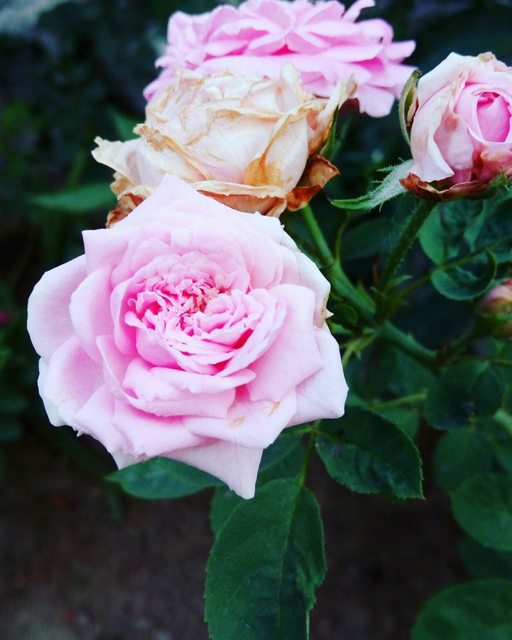 rose