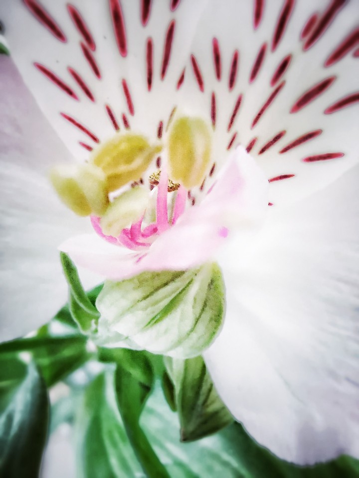tenderness