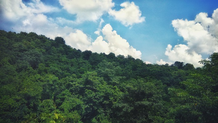 Forest