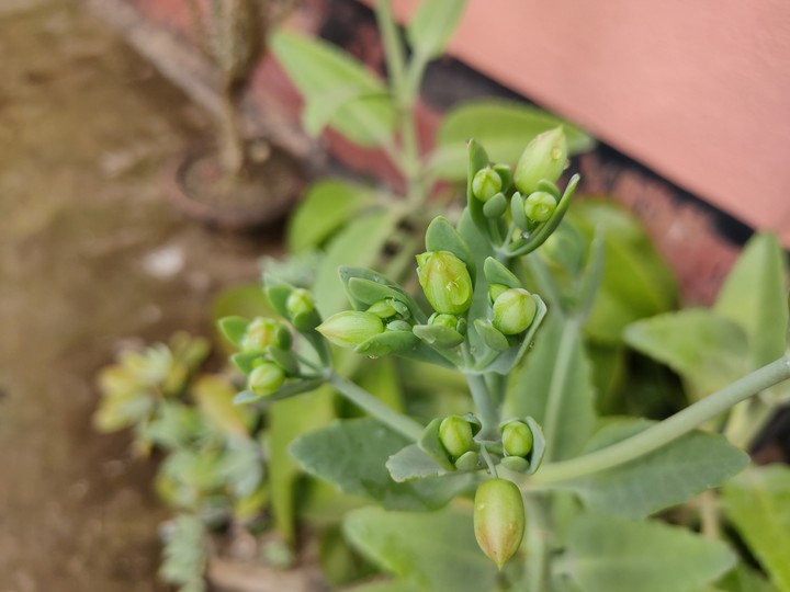 plant