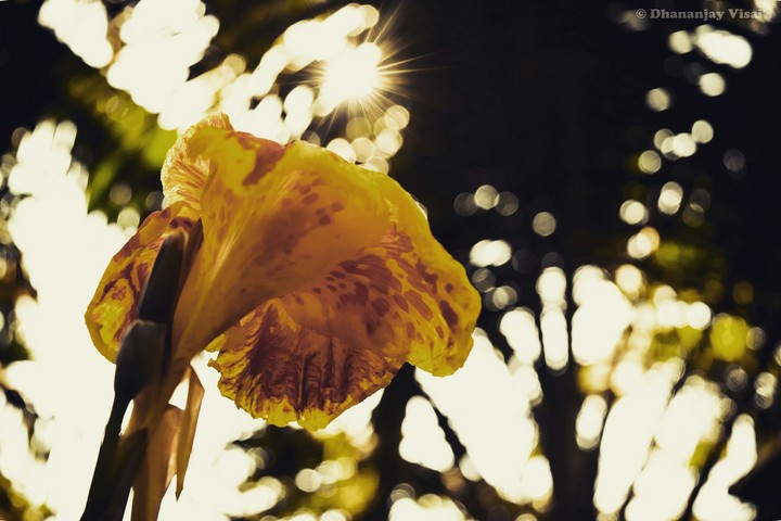 sunrays onto the blossom of a flowers