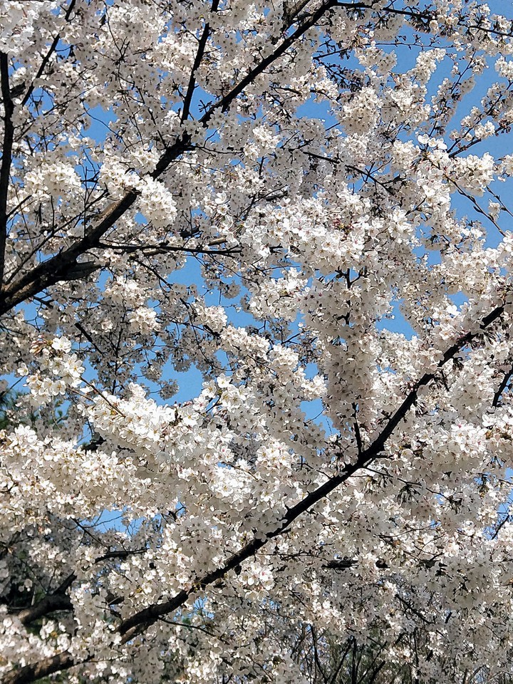 벚꽃