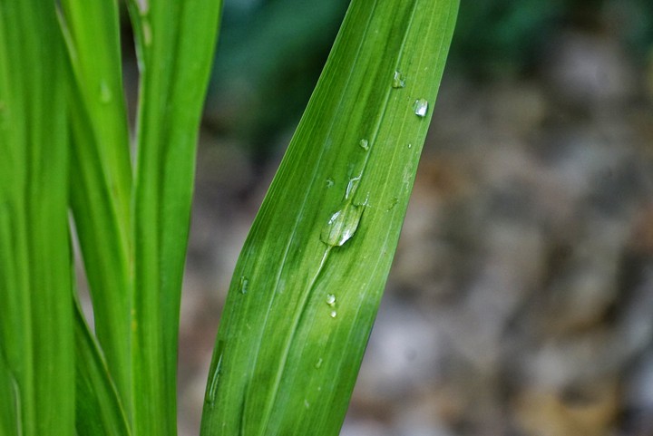 droplet on a leaf