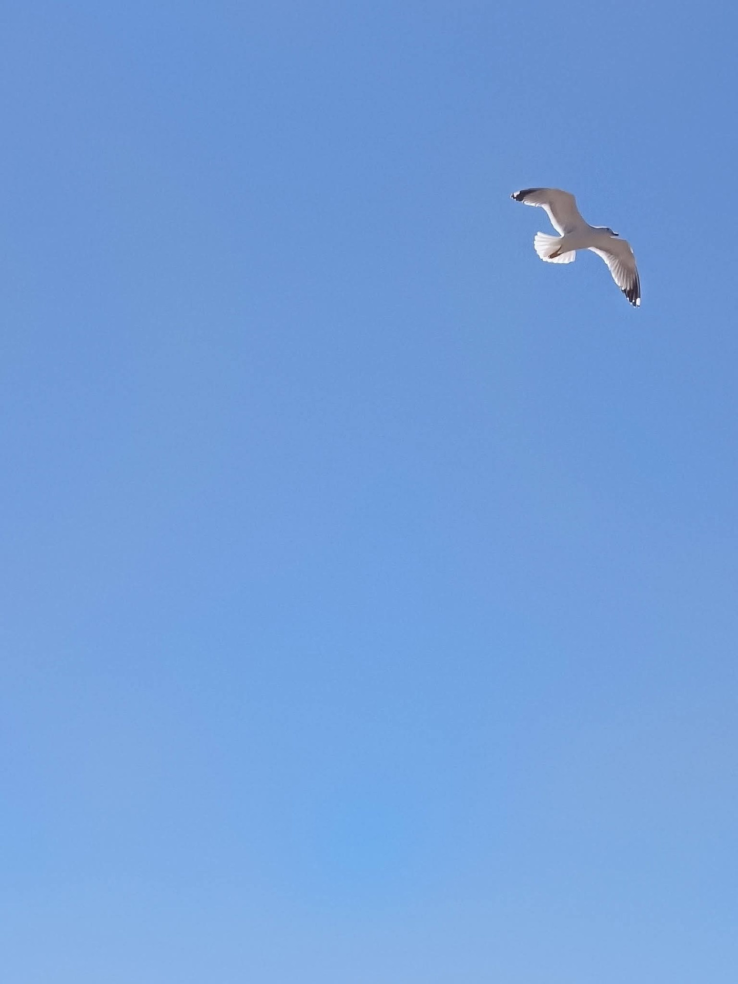 Sfondi