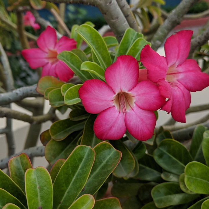 #flower