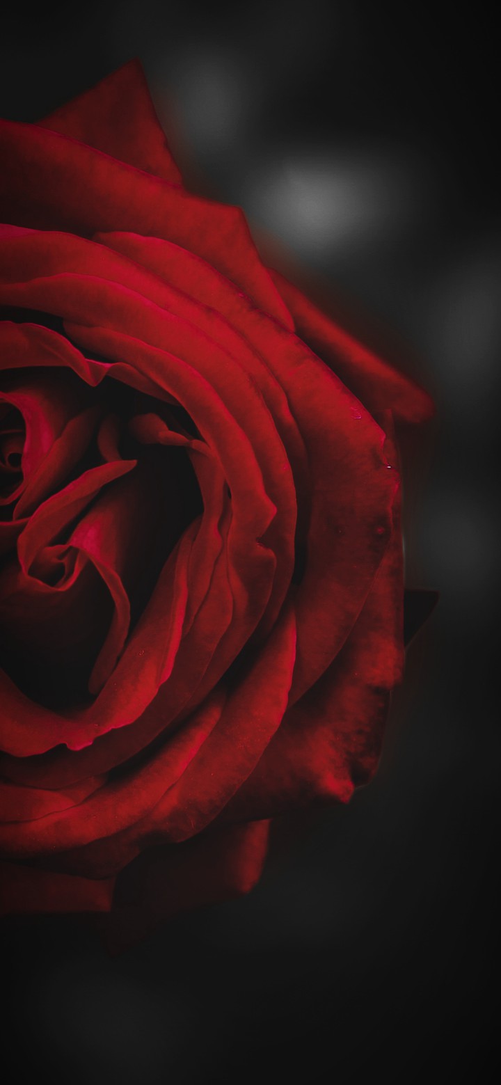 Gradient rose