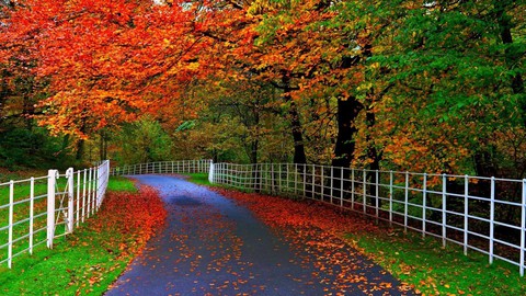 тапети leaf, nature