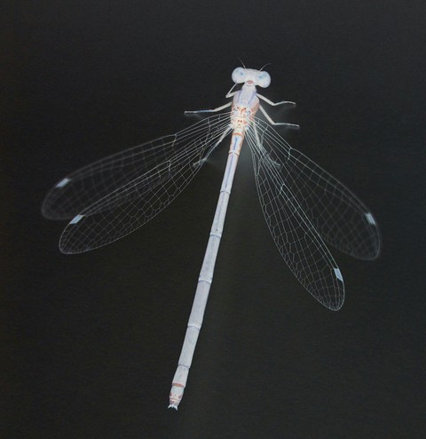 pest, 生物壁纸