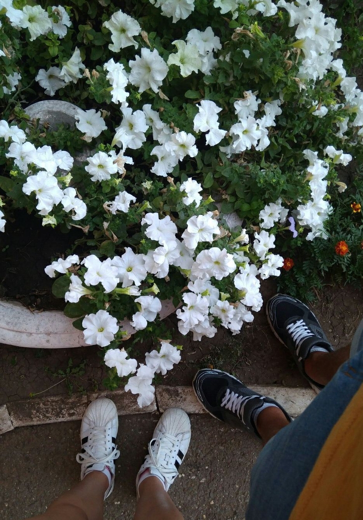 flover
