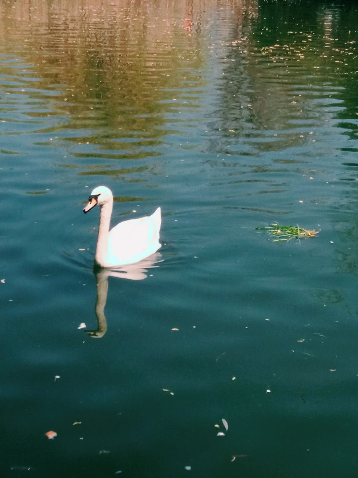 swan