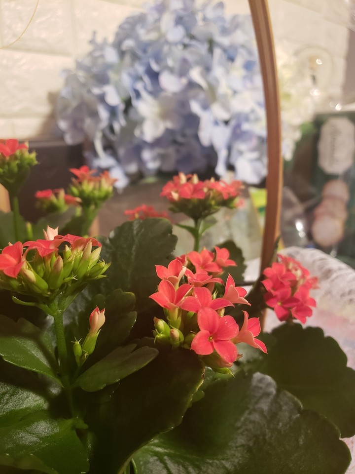 flower