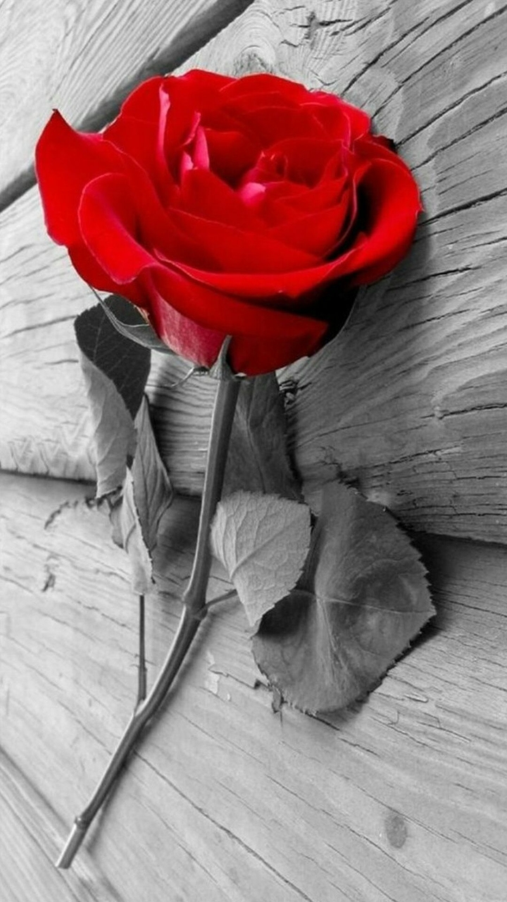 Red Rose